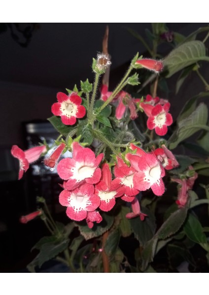 Nis Lima Kohleria Japon Küpelisi Çiçeği Fidesi (Mini Saksıda)