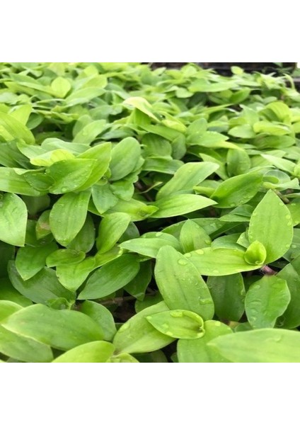 Tradescantia Flumensis Telgraf Çiçeği Fidesi(5 Adet)