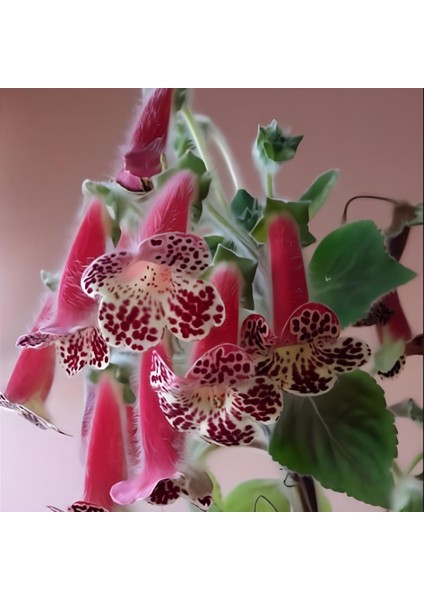 Bibi Kohleria Japon Küpelisi Çiçeği Fidesi (Mini Saksıda)