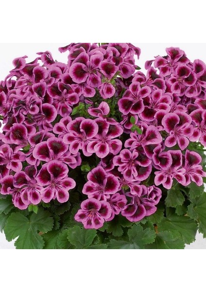 Pac Angeleyes Blueberry Sardunya Fidesi (1 Adet)