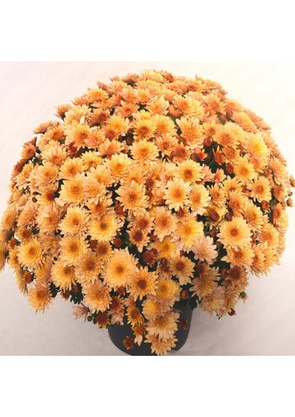 Özel Branfountain Apricot Kasımpatı Krizantem Çiçeği Fidesi (1 Adet)
