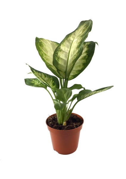 Dieffenbachia Camille (Difenbahya Çiçeği)