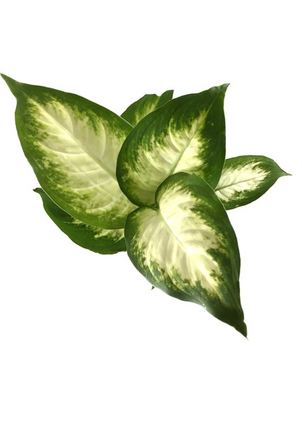 Dieffenbachia Camille (Difenbahya Çiçeği) fiyatları