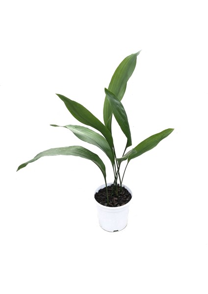 Aspidistra Elatior (Salon Yaprağı)