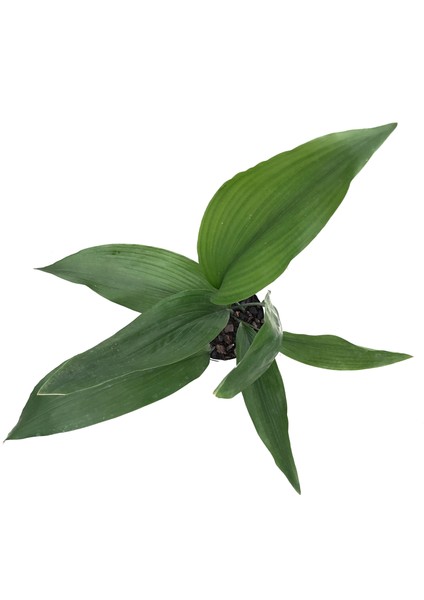 Aspidistra Elatior (Salon Yaprağı)