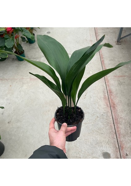 Aspidistra Elatior (Salon Yaprağı)