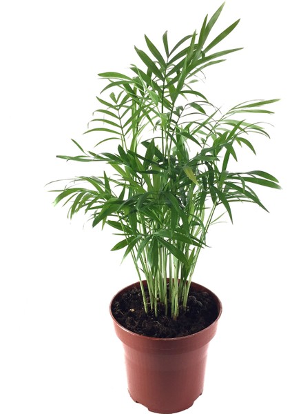 Chamaedorea Elegans (Dağ Palmiyesi)