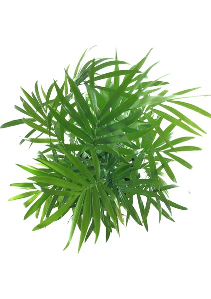 Chamaedorea Elegans (Dağ Palmiyesi) fiyatları