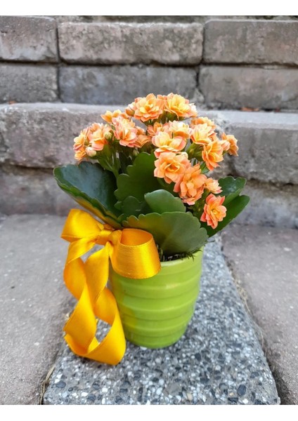 Kalanchoe Canlı Bitki Renkli Seramik Saksıda & Hediye Canlı Bitki Dört Mevsim Açan Çiçek