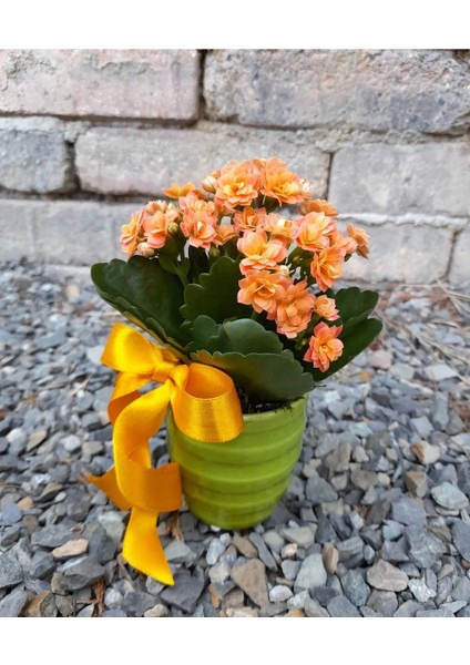 Kalanchoe Canlı Bitki Renkli Seramik Saksıda & Hediye Canlı Bitki Dört Mevsim Açan Çiçek