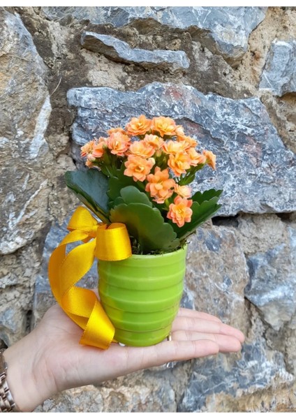 Kalanchoe Canlı Bitki Renkli Seramik Saksıda & Hediye Canlı Bitki Dört Mevsim Açan Çiçek