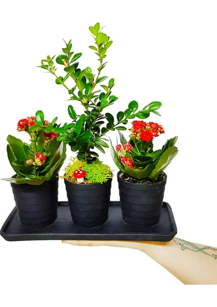 Siyah Seramik Set Saksıda Buxus Bonsai ve Kalanchoe Şık Hediye Tasarımı Dekoratif Canlı Bitki