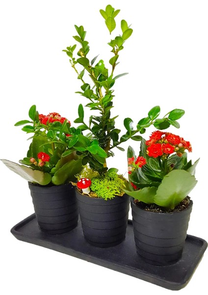 Siyah Seramik Set Saksıda Buxus Bonsai ve Kalanchoe Şık Hediye Tasarımı Dekoratif Canlı Bitki fiyatları