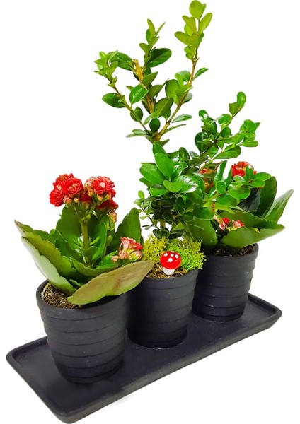 Siyah Seramik Set Saksıda Buxus Bonsai ve Kalanchoe Şık Hediye Tasarımı Dekoratif Canlı Bitki modelleri