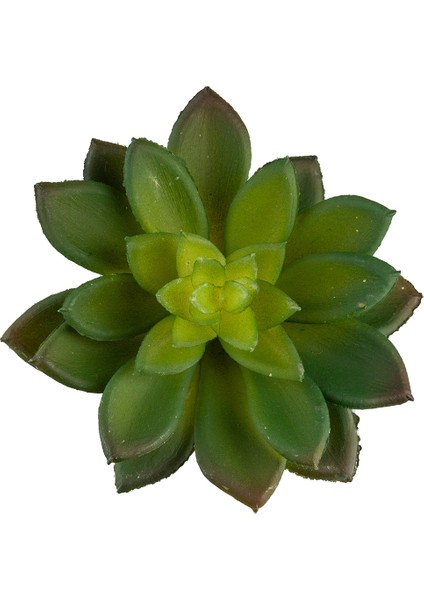 Yapay Mini Etli Echeveria Sukulent Yeşil 12 cm