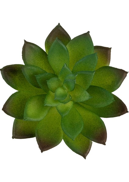 Yapay Mini Echeveria Sukulent Yeşil 8 cm