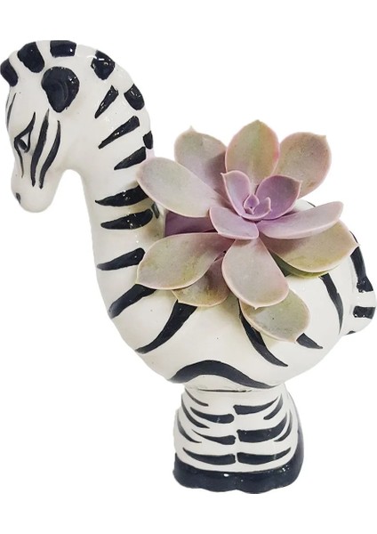 El Yapımı Seramik Zebra Saksıda Canlı Sukulent Kaktus Canlı Çiçekler Bitki Bahce