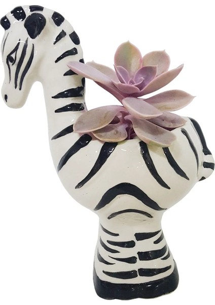 El Yapımı Seramik Zebra Saksıda Canlı Sukulent Kaktus Canlı Çiçekler Bitki Bahce modelleri