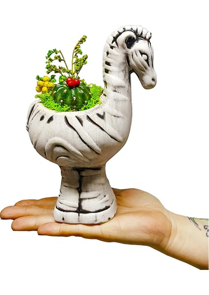 Kuru Çiçekli Kaktüs Zebra Seramik Saksıda Tasarım& Canlı Bitki & Hediyelik & Saksılı Kaktüs