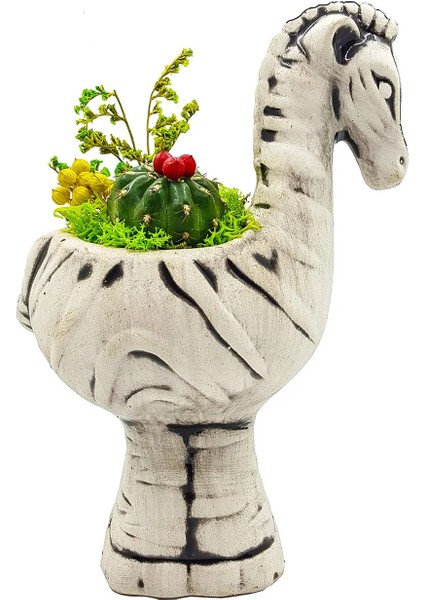 Kuru Çiçekli Kaktüs Zebra Seramik Saksıda Tasarım& Canlı Bitki & Hediyelik & Saksılı Kaktüs