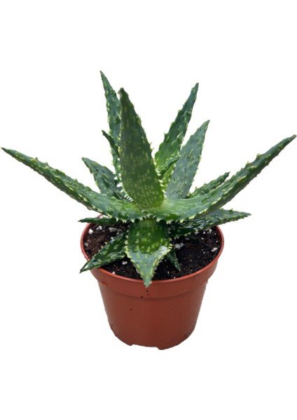 Aloe 'Thiba' (Kaktüs)