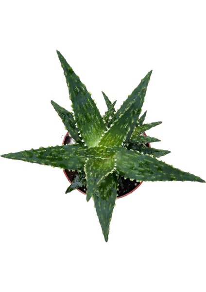 Aloe 'Thiba' (Kaktüs) fiyatları