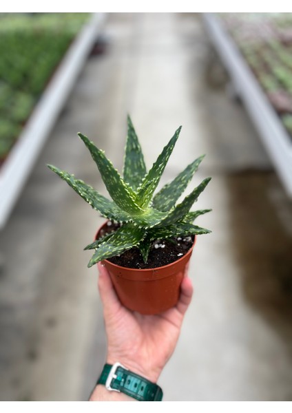Aloe 'Thiba' (Kaktüs) modelleri