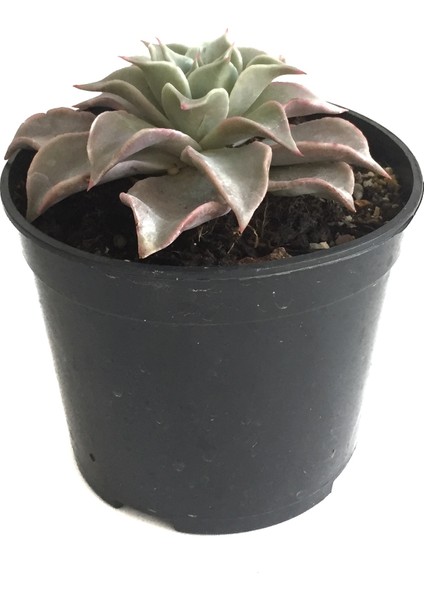 Echeveria Madiba (Sukulent)