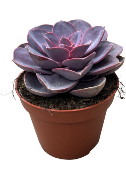 Echeveria Gibbiflora 'Purple Pearl' (Sukulent)