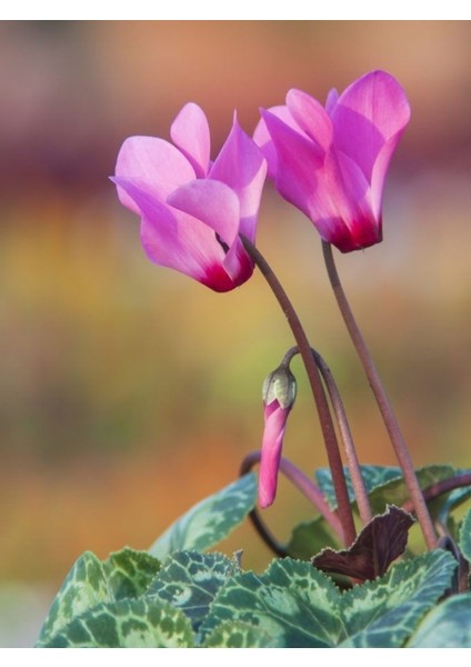 12 Adet Lila ve Pembe Renkli Sıklamen Çiçeği Soğanı (Doğal ve Kaliteli Soğanlar)