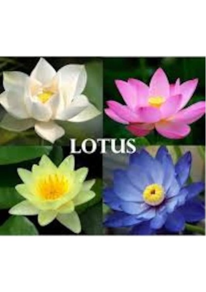 10 Adet Karışık Renkli Lotus Su Çiçeği Su Zambak Çiçeği Tohumu
