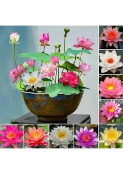 15 Adet Karışık Rengarenk Kokulu Lotus Çiçeği Su Nilüfer Çiçek Tohum