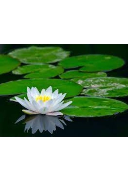 10 Adet Tohum Beyaz Lotus Su Çiçeği Tohumu