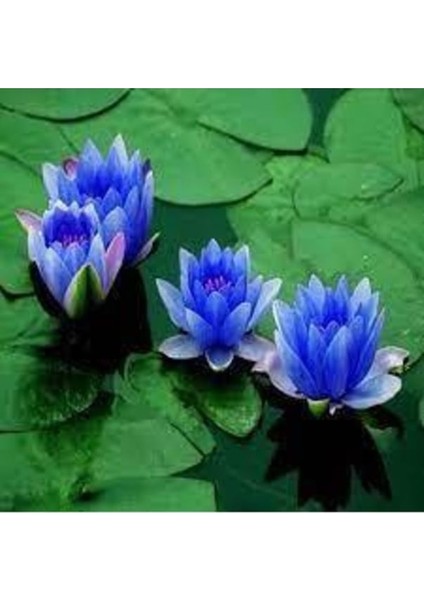 5 Adet Mavi Renkli Lotus Su Çiçeği Tohumu