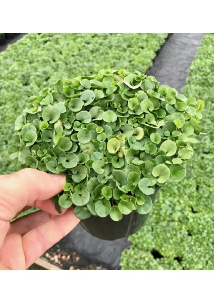 Dichondra Fare Kulağı Çiçeği Tohumu 100 Adet Tohum