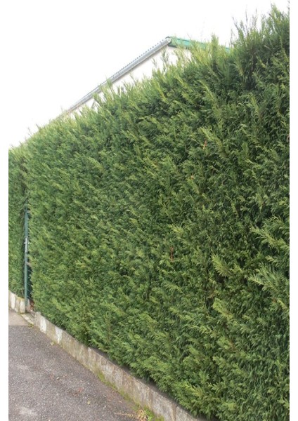 Saksılı Leylandi Çam Fidanı 3 Yaş 1.5 Metre Boy Çit Bitkisi