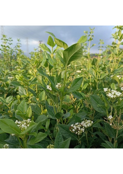Yaprak Dökmeyen Kartopu Fidanı 'viburnum Tinus'