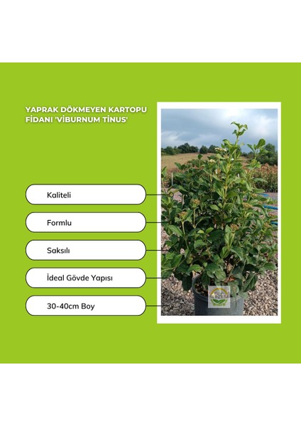 Yaprak Dökmeyen Kartopu Fidanı 'viburnum Tinus'