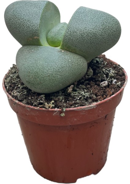 Pleiospilos Nelii (Taş Kaktüs)