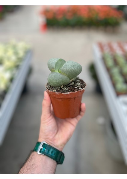 Pleiospilos Nelii (Taş Kaktüs) modelleri
