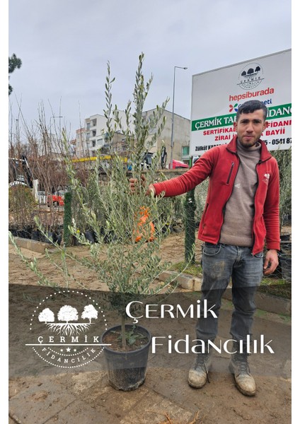 6 Yaş Bursa Gemlik Trilye Zeytin Fidanı Saksılı Büyük Boy