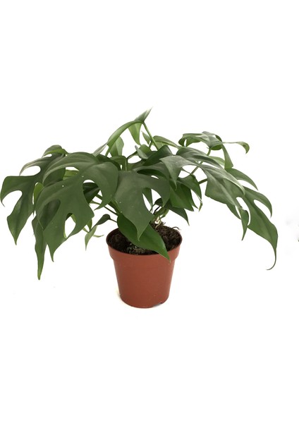 Monstera Minima (Deve Tabanı)