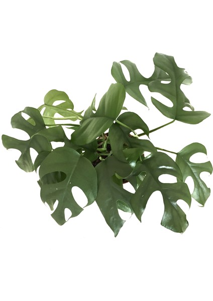 Monstera Minima (Deve Tabanı)