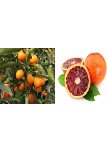 Bodur Kan Portaklı ve Kumkuat Fidanı 2 Yaş