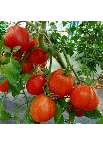 Italian Red Pear Armut Domatesi Domates Tohumu -15 Tohum
