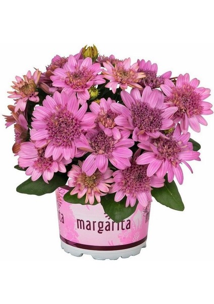 Katmerli Erato Double Pink Bodrum Papatyası Çiçeği Fidesi (1 Fide)