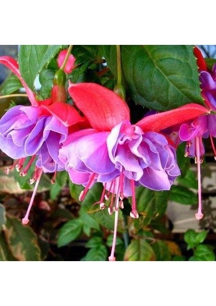 Xxl Çiçekli Leonita Double Rose Blue Katmerli Küpe Çiçeği Fidesi (1 Fide)