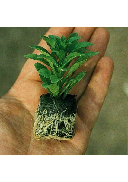 Tatlı Tonlar Clarion Peach Sardunya Canan Çiçeği Fidesi (1 Fide)