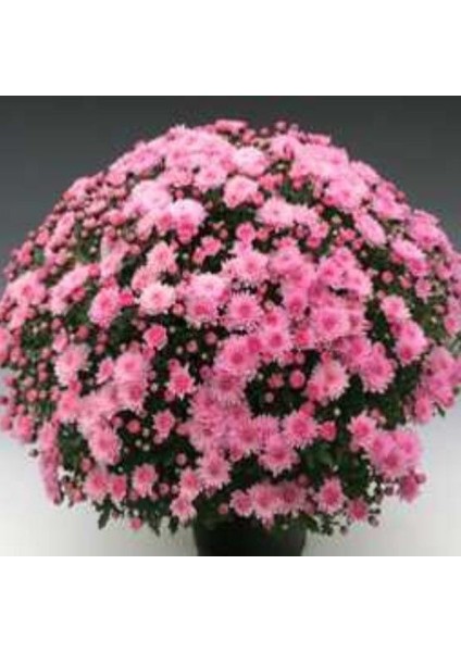 Branperfect Pink Kasımpatı Krizantem Çiçeği Fidesi (1 Adet)