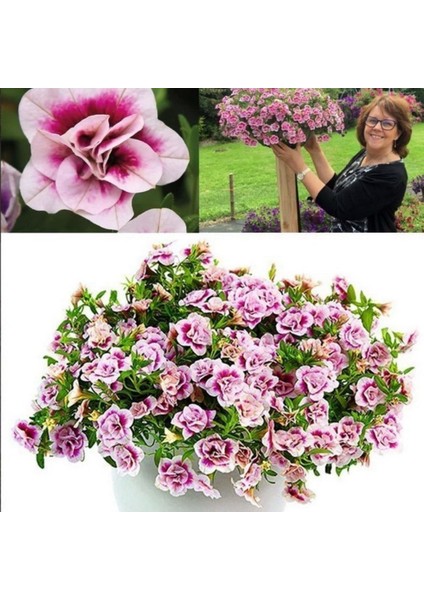 Calita Katmerli Double Pink Bicolor Milyonlar Çanı Calibrochoa Çiçeği Fidesi (10 Adet)